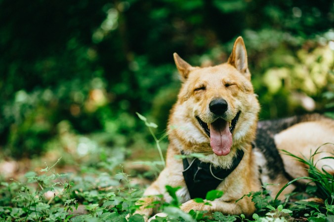 Happy-german-shepherd-mix.jpg
